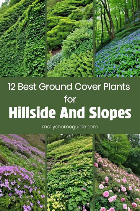 Best Plants for Erosionproofing Slopes and Hillsides - raincitystudios.com