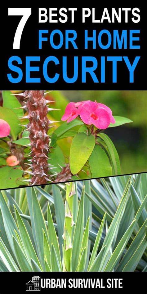 Best Plants for Home Security - raincitystudios.com