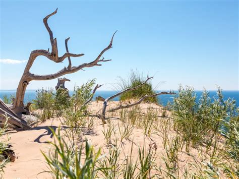 Best Plants For Sand Dunes Around The U.S. - wintechmobiles.com
