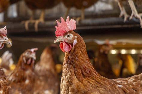 Best Practices for Managing Laying Hens with Intact Beaks in Commercial ... - raincitystudios.com