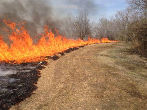 Best Practices for Mowing and Burning Prairie Land - raincitystudios.com