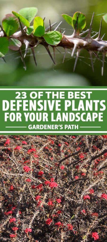 Best Practices for Planting Thorny Bushes Near Walkways - raincitystudios.com