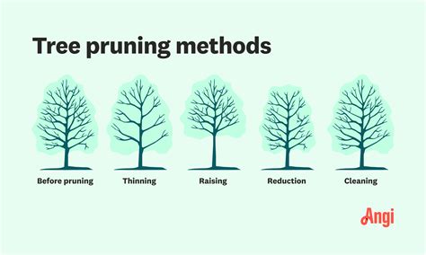 Best Practices for Pruning Shrubs and Trees | Live to Plant - raincitystudios.com