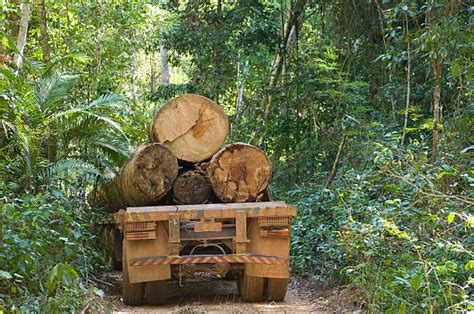 Best practices for selective logging in tropics - raincitystudios.com