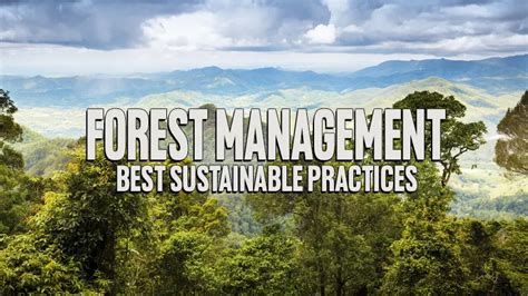 Best Practices for Sustainable Forest Management - muktibox.com