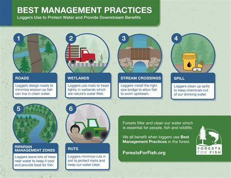 Best Practices For Sustainable Logging - raincitystudios.com