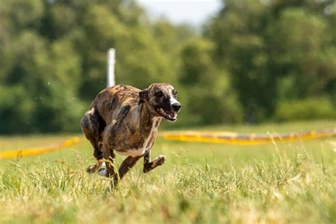 BEST PRACTICES GUIDE TO AKC FAST CAT (FAST COURSING