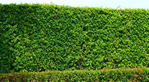Best Privacy Hedges for Northern California | Plants … - raincitystudios.com