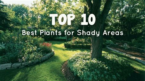 Best privacy trees for shady areas - Livingetc - raincitystudios.com