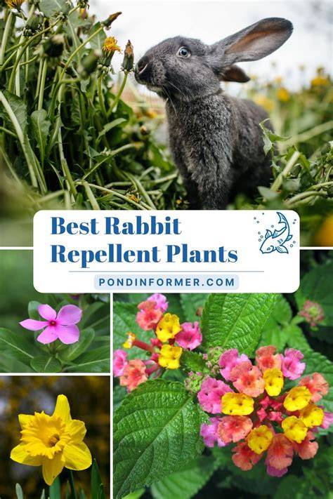 Best Rabbit Repellent Plants & Natural Homemade Repellent ... - Petsial - raincitystudios.com