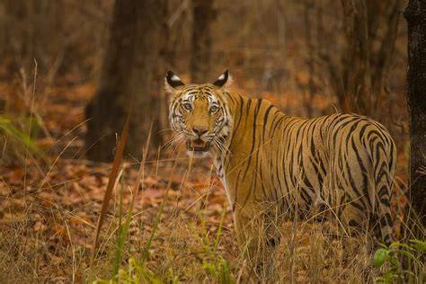 Best Safari Zones in Bandhavgarh National Park - raincitystudios.com