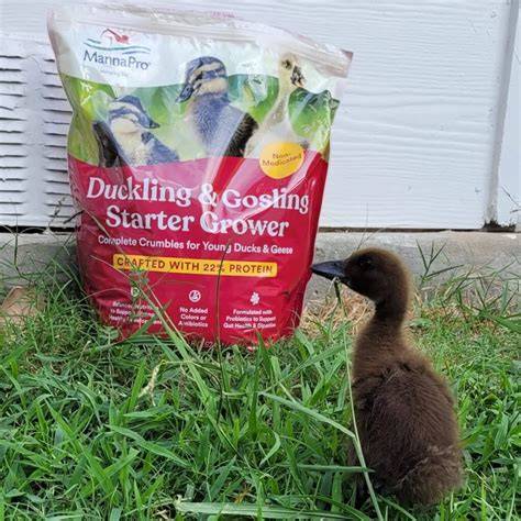 Best Starter Feed For Ducklings To Buy - raincitystudios.com