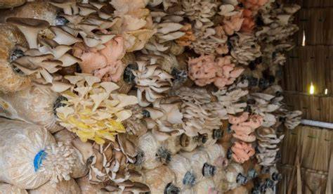 Best Substrate for Oyster Mushrooms: Ultimate Guide - raincitystudios.com