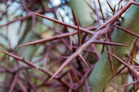 Best Thorny Plants for Garden Protection - Live to Plant - raincitystudios.com