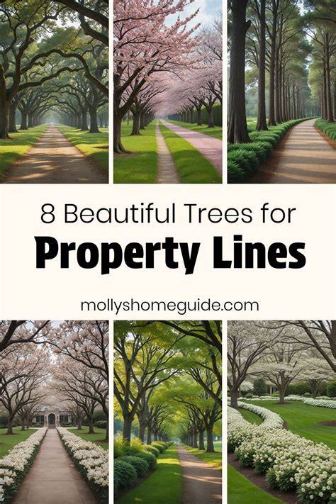 Best Trees and Tools for Property Line Marking and … - raincitystudios.com