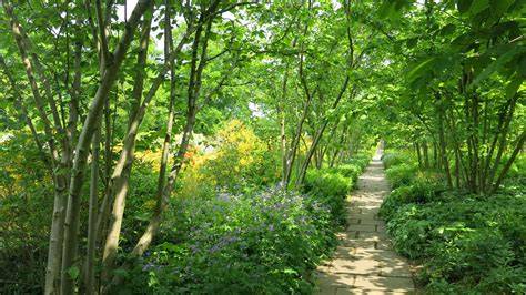 Best trees for shade: 9 top growers for shady spots - raincitystudios.com