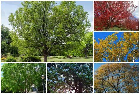 Best Trees that Grow in Shade | Shade Tolerant Trees - raincitystudios.com