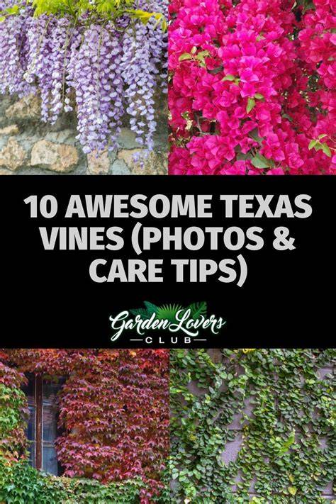 Best Vines for Dallas, Texas - raincitystudios.com