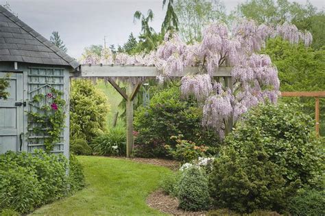 Best Vines to Grow on Pergolas and Arbors - The Spruce - raincitystudios.com