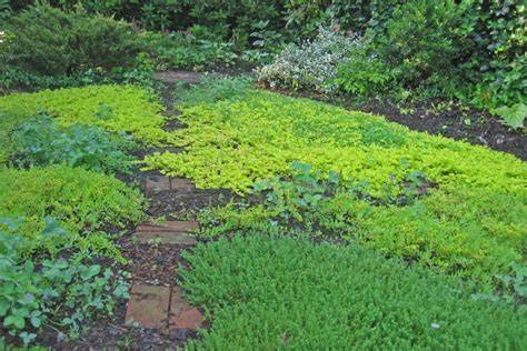 Best Walkable Ground Covers for Shade (In Order) - Food Forest Living - raincitystudios.com