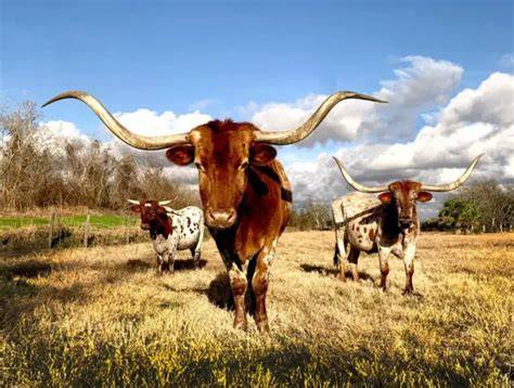 Best Ways To Fatten A Steer For Slaughter - raincitystudios.com