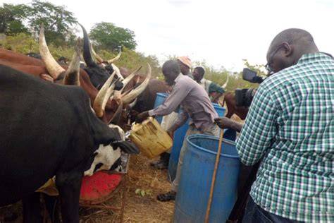 Best ways to fatten cattle - Daily Monitor - raincitystudios.com