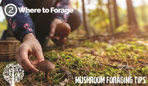 Best Ways to Forage for Mushrooms - muktibox.com