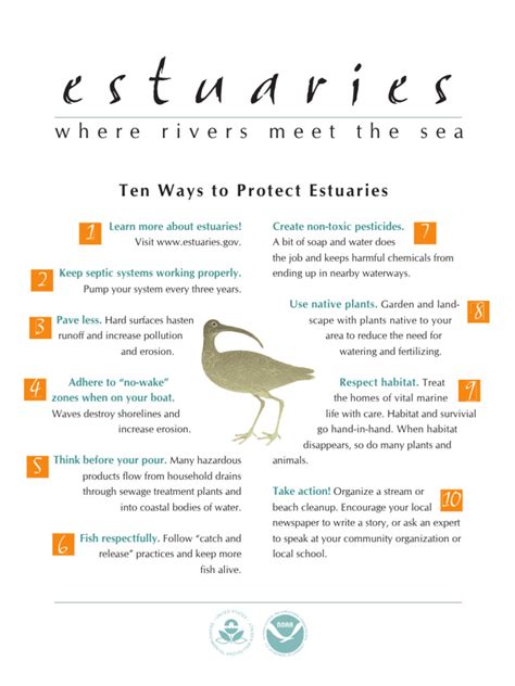 Best Ways to Protect Estuary Habitats - raincitystudios.com