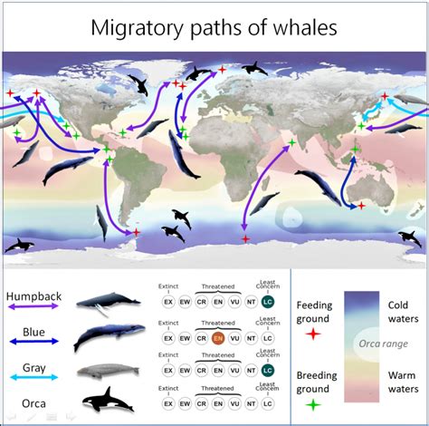 Best Ways to Reduce Human Impact on Cetacean Migration Routes - raincitystudios.com