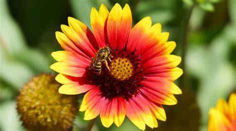 Best Wildflowers for Honeybees - Backyard Beekeeping - raincitystudios.com