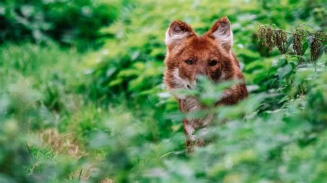 Best Wildlife Sanctuaries to Experience Close Encounters with Exotic ... - muktibox.com