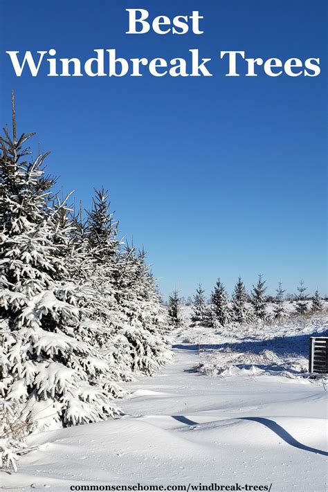 Best Windbreak Trees for Warm or Cold Climates - raincitystudios.com