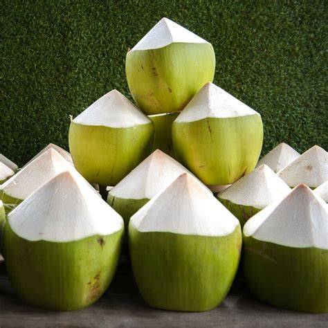Best Young Coconut Indonesia Supplier | AGRIO COCO - raincitystudios.com
