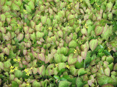 Best Zone 5 Ground Covers for Shade (With Pics) - raincitystudios.com