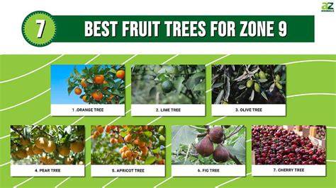 Best Zone 9 Fruit Trees for Shade (That Actually Fruit) - raincitystudios.com
