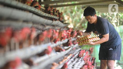 Beternak ayam - ayam Unggul sudah menjadi tren saat ini, sebab - raincitystudios.com
