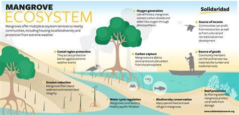 Better restoration policies are needed to conserve mangrove ecosystems - raincitystudios.com