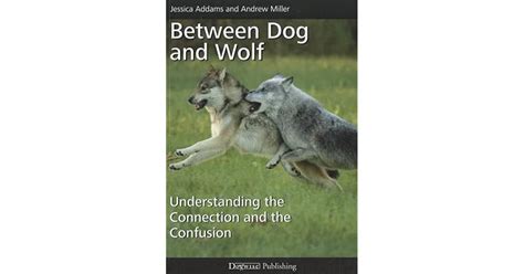 BETWEEN DOG AND WOLF UNDERSTANDING THE CONNECTION AND THE CONFUSION