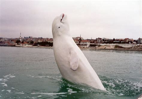 BEYAZ BALİNA.