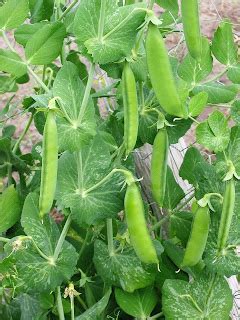 BEZELYE SELIM ORMANCILIK.