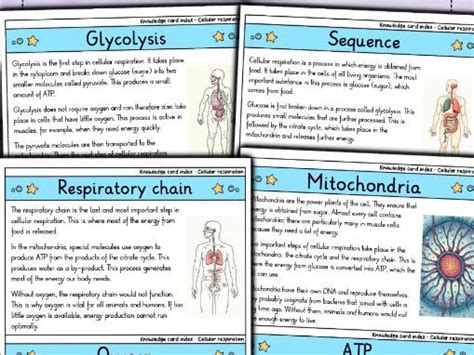 BI112 Cellular Respiration Flashcards | Quizlet - muktibox.com