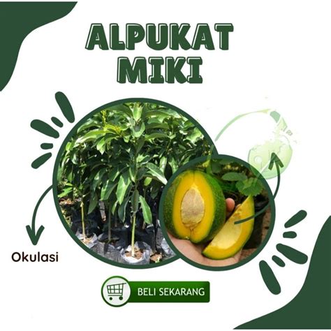 bibit alpukat miki hasil okulasi berkualitas super unggul..# ... - raincitystudios.com