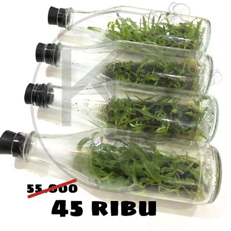 Bibit Anggrek Dalam Botol - muktibox.com