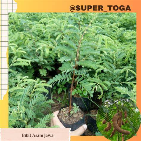 BIBIT ASAM JAWA (BAHAN BONSAI ASAM JAWA) - raincitystudios.com