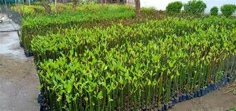 Bibit BAKAU / Mangrove - Tanaman Media Filter Aquarium Laut - raincitystudios.com