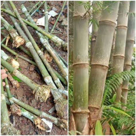 Bibit bambu petung 40 cm - Shop - raincitystudios.com