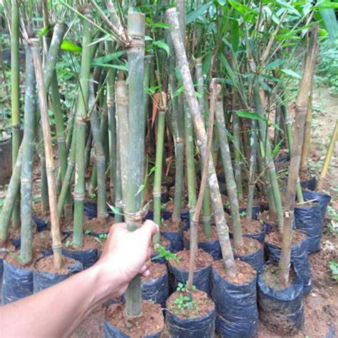 Bibit bambu petung besar bambu rebung 3 pcs - Shop - raincitystudios.com