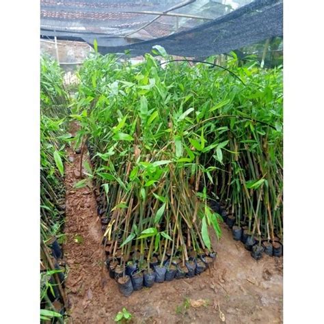 BIBIT BAMBU PETUNG - Plants, Seeds & Bulbs - raincitystudios.com