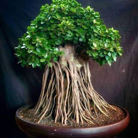 Bibit Beringin Dolar // Bonsai Beringin Dolar - raincitystudios.com