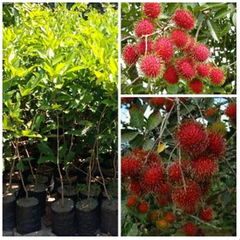 Bibit Buah, Bunga dan Pohon - Tani Sejahtera - raincitystudios.com